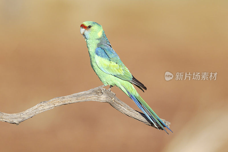 Mallee Ringneck Parrot, Cunnamulla, QLD, Australia